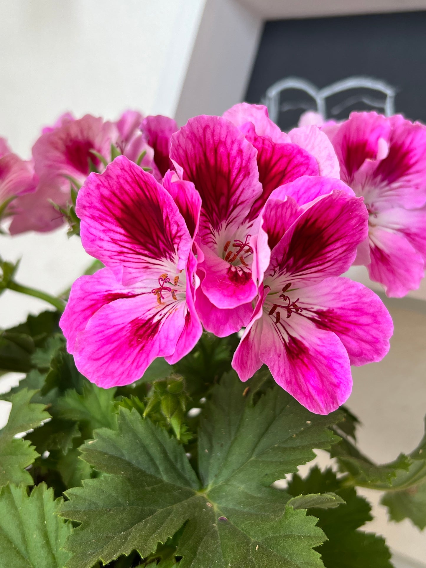 Pendientes de Geranio Real