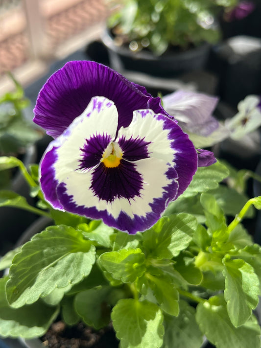 Collar de Pensamiento lila