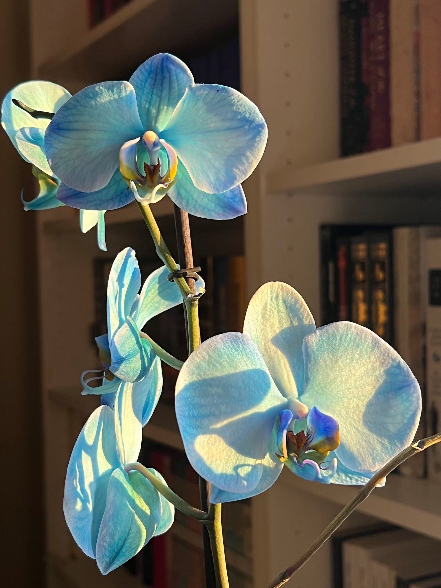 Collar de Orquídea