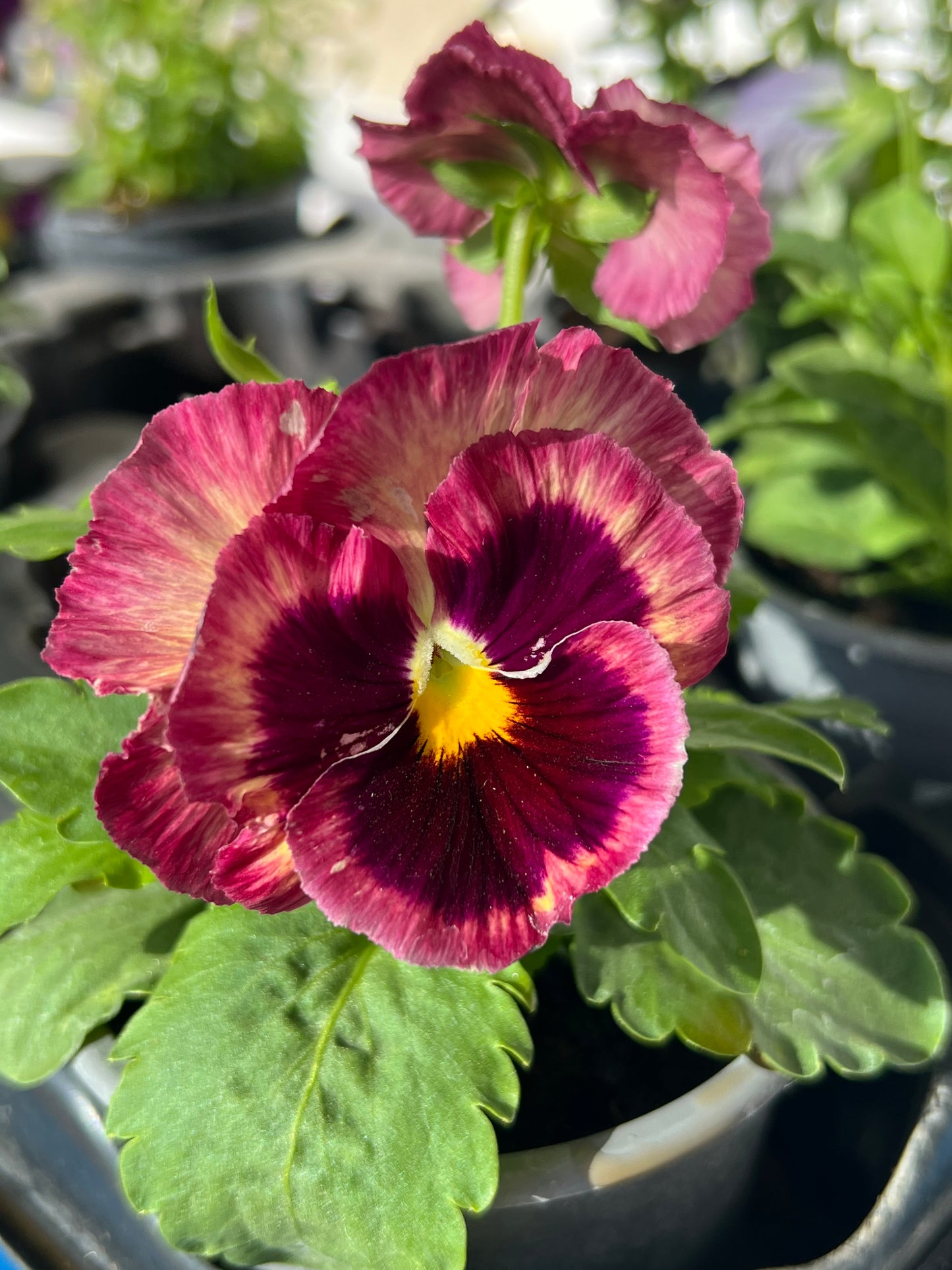 Collar de Pensamiento rosa