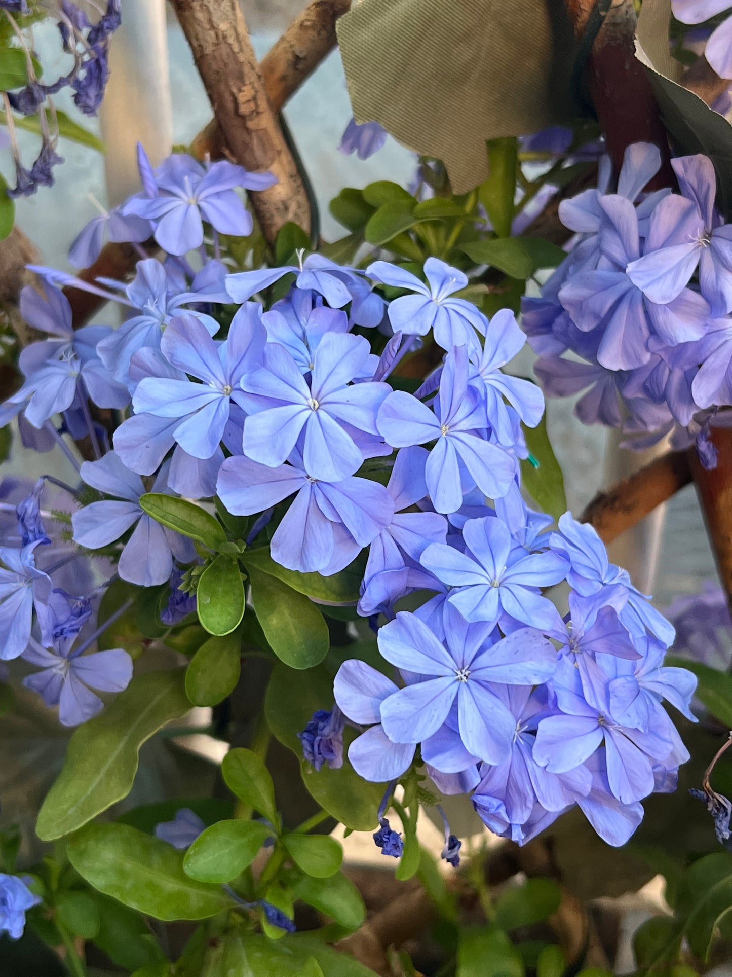 Collar de “Jazmín de Cielo"